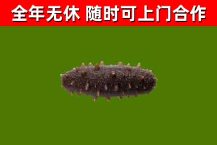 徐州烟酒回收干海参.jpg